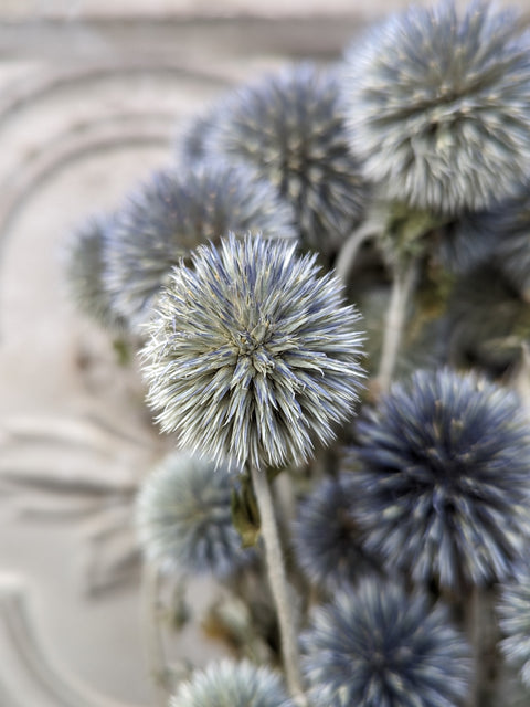 Dried Flower Bunch-Echinops - Sunny Meadows Flower Farm