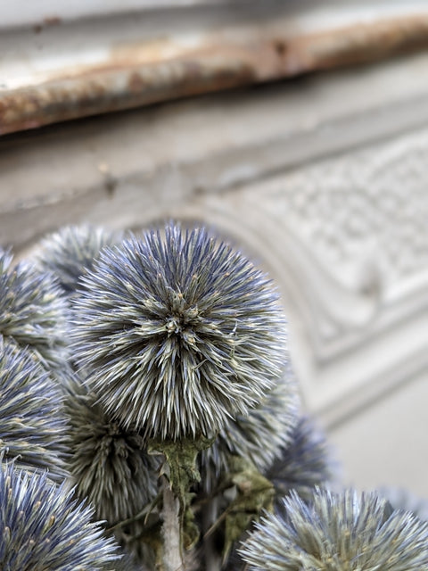 Dried Flower Bunch-Echinops - Sunny Meadows Flower Farm