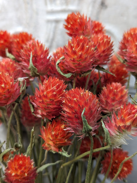 Dried Flower Bunch-Gomphrena Orange - Sunny Meadows Flower Farm