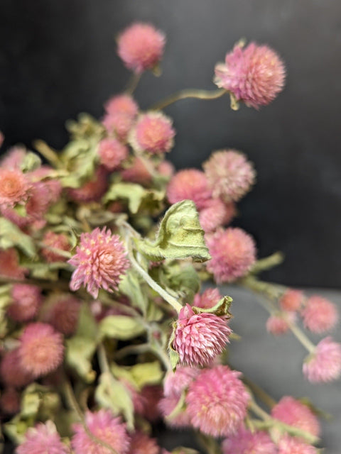 Dried Flower Bunch-Gomphrena Pink - Sunny Meadows Flower Farm