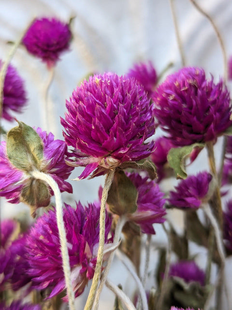 Dried Flower Bunch-Gomphrena Purple - Sunny Meadows Flower Farm