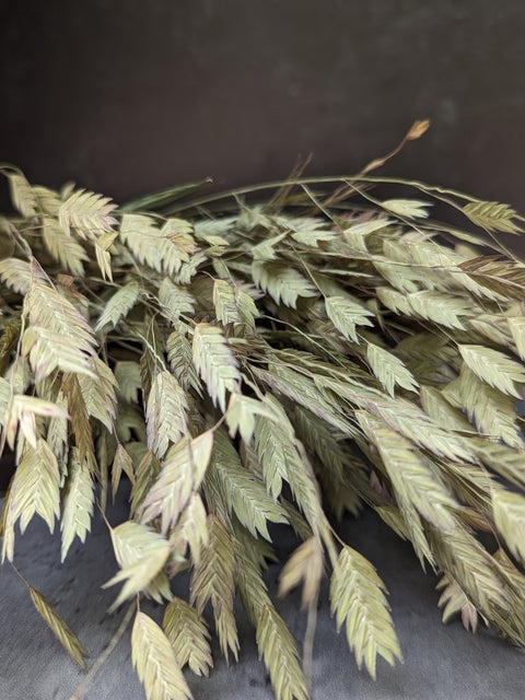 Dried Grasses-Sea Oats - Sunny Meadows Flower Farm