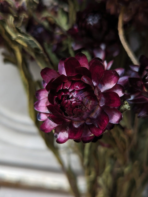 Dried Flower Bunch-Strawflower Burgundy - Sunny Meadows Flower Farm