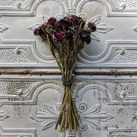 Dried Flower Bunch-Strawflower Burgundy - Sunny Meadows Flower Farm