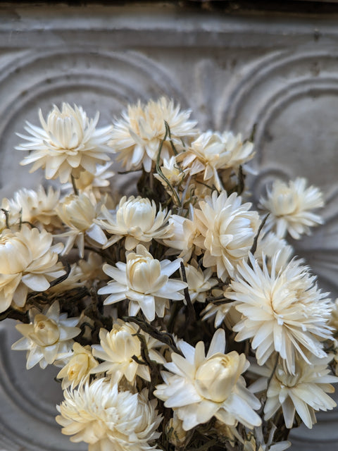 Dried Flower Bunch-Strawflower White - Sunny Meadows Flower Farm