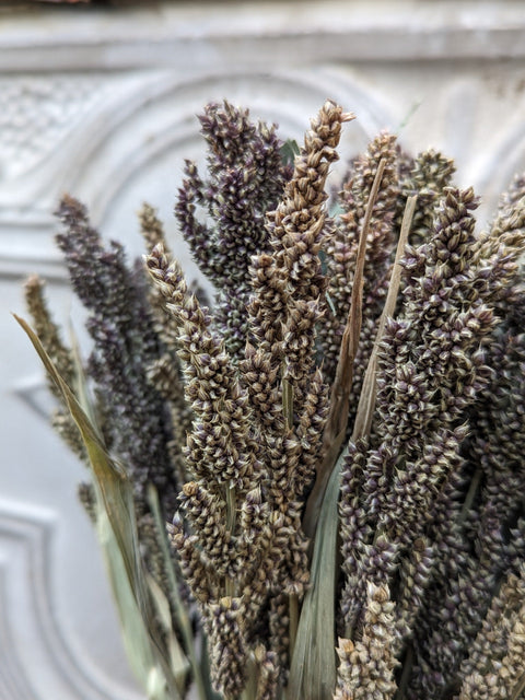 Dried Grasses-Tapestry Millet - Sunny Meadows Flower Farm