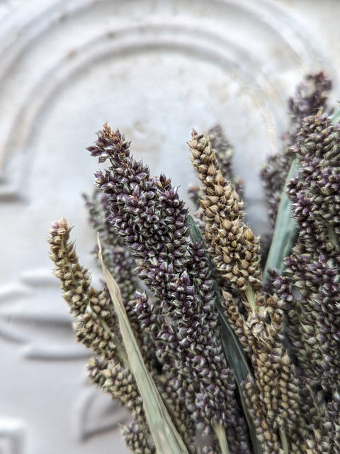Dried Grasses-Tapestry Millet - Sunny Meadows Flower Farm