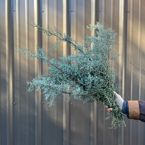 Evergreens Bundle-Cypress Blue Ice - Sunny Meadows Flower Farm