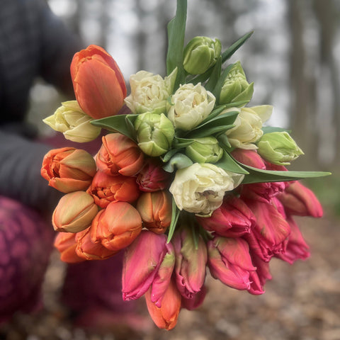 Tulips at your Door - Sunny Meadows Flower Farm