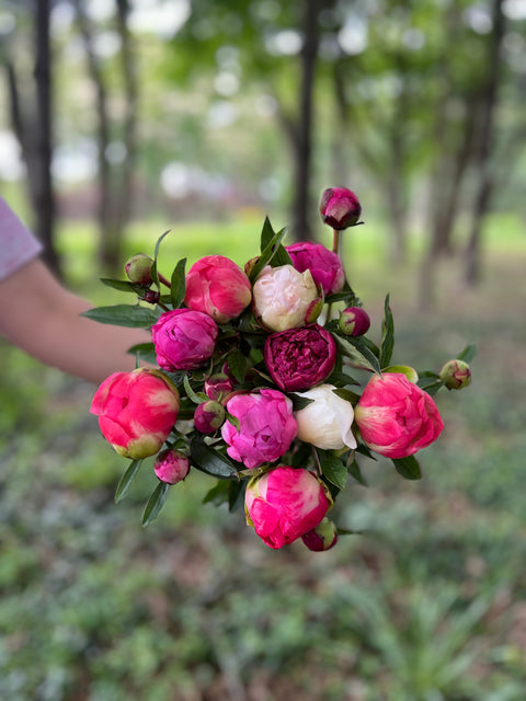 Peonies at Your Door - Sunny Meadows Flower Farm
