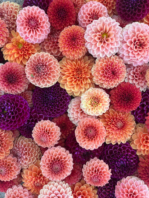 Dahlia Autumnal Tones Mix- 10 tubers - Sunny Meadows Flower Farm
