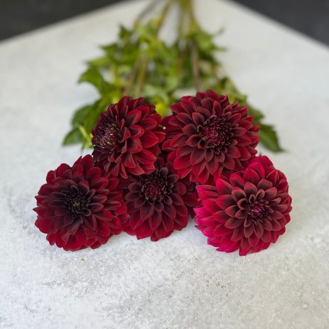 black satin dahlia seeds Dahlia Black Satin from Sunny Meadows