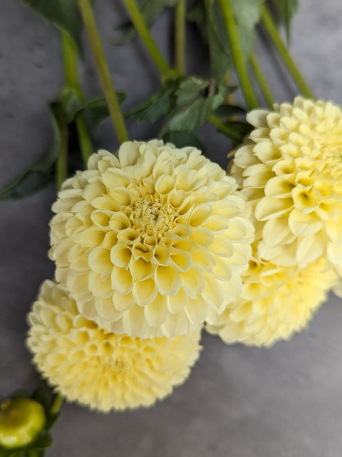 Dahlia Creamy - Sunny Meadows Flower Farm