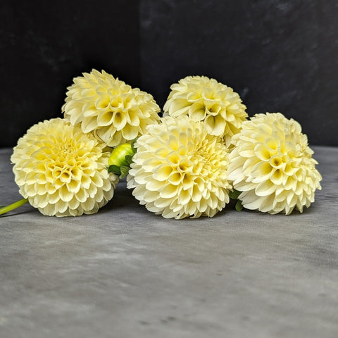 Dahlia Creamy - Sunny Meadows Flower Farm