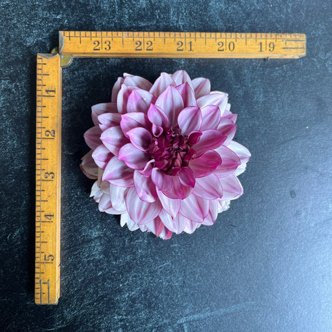 Dahlia Crème de Cassis - Sunny Meadows Flower Farm