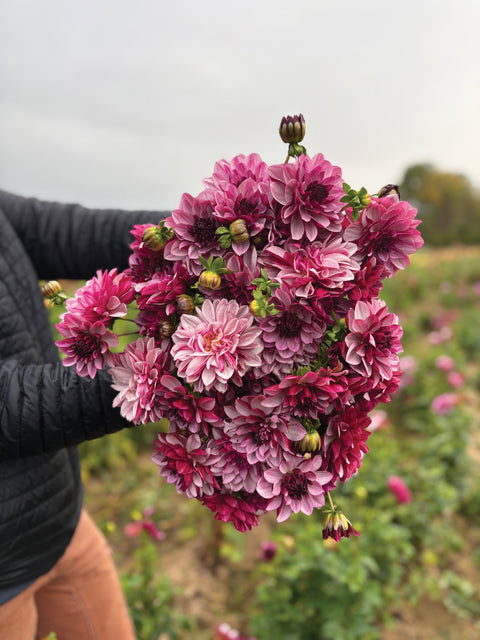 Dahlia Crème de Cassis - Sunny Meadows Flower Farm