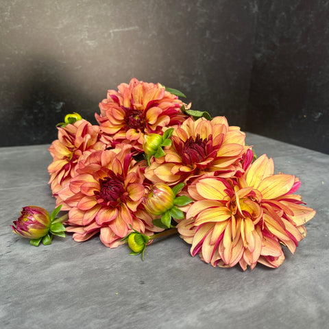 Dahlia Crème de Cognac - Sunny Meadows Flower Farm
