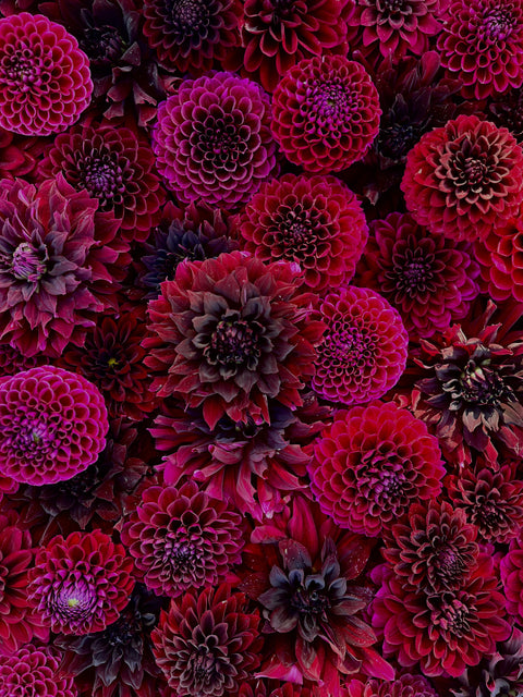 Dahlia Dark + Moody Mix- 10 tubers - Sunny Meadows Flower Farm