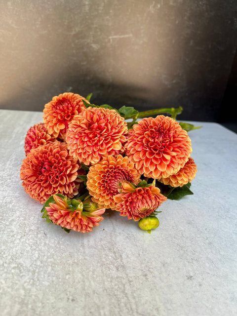 Dahlia Hy Suntan - Sunny Meadows Flower Farm