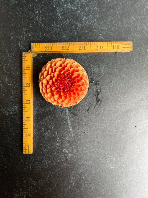 Dahlia Hy Suntan - Sunny Meadows Flower Farm