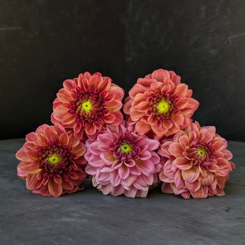 Dahlia Ice Tea - Sunny Meadows Flower Farm