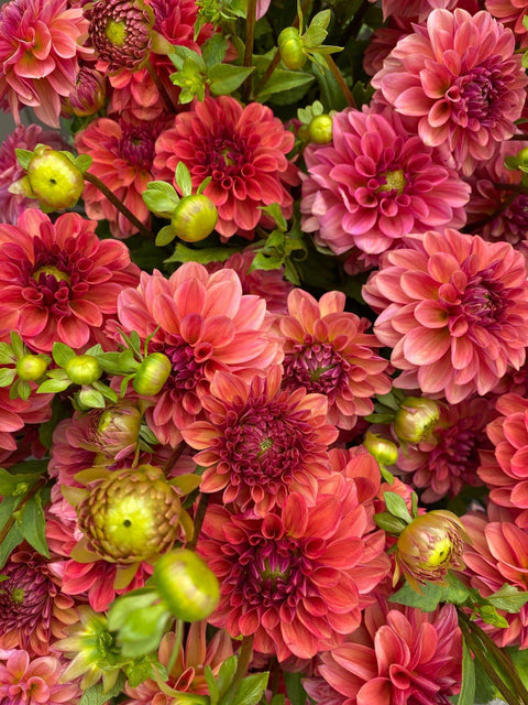 Dahlia Ice Tea - Sunny Meadows Flower Farm