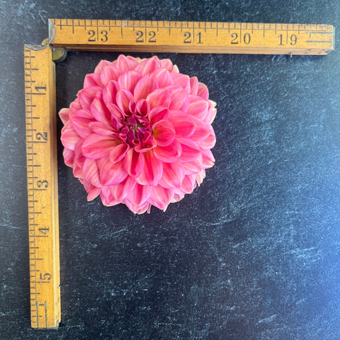 Dahlia Ice Tea - Sunny Meadows Flower Farm