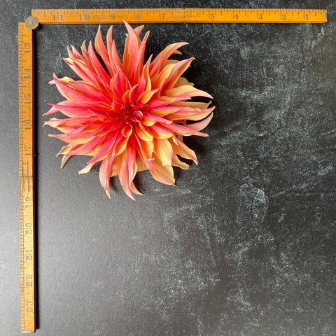 Dahlia Labyrinth - Sunny Meadows Flower Farm