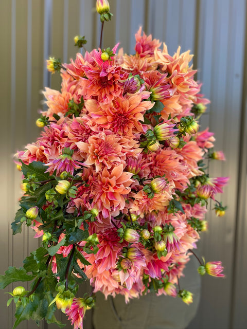 Dahlia Labyrinth - Sunny Meadows Flower Farm