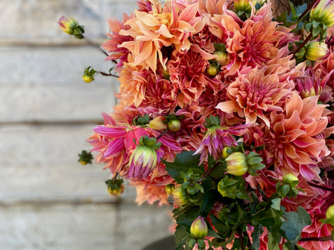 Dahlia Labyrinth - Sunny Meadows Flower Farm