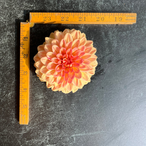 Dahlia Lark's Ebbe - Sunny Meadows Flower Farm