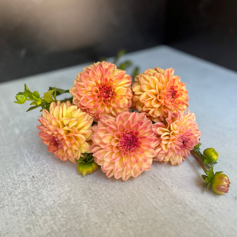 Dahlia Lark's Ebbe - Sunny Meadows Flower Farm