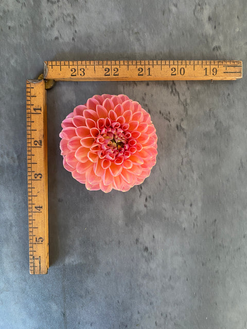 Dahlia Linda's Baby - Sunny Meadows Flower Farm