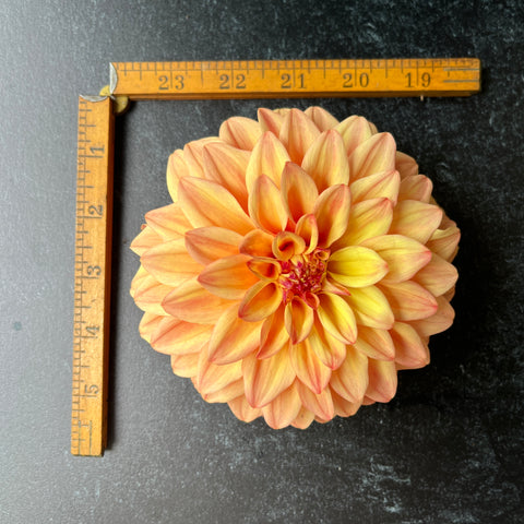 Dahlia Miss Amara - Sunny Meadows Flower Farm