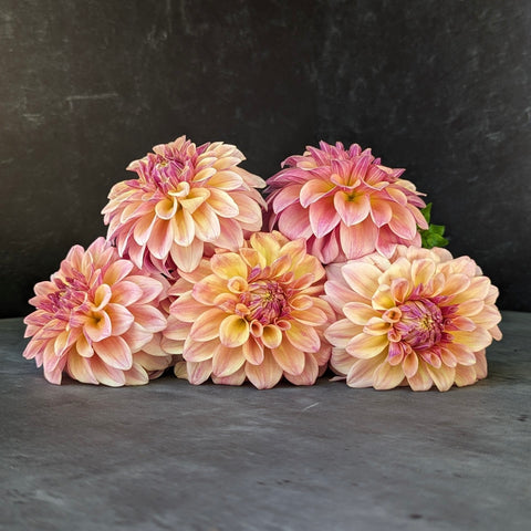 Dahlia Miss Amara - Sunny Meadows Flower Farm