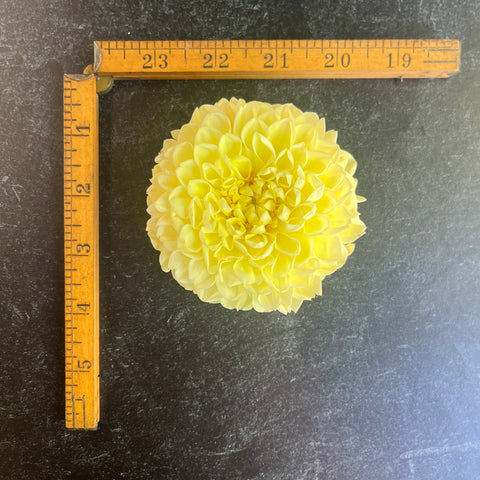 Dahlia MM Buttercream - Sunny Meadows Flower Farm
