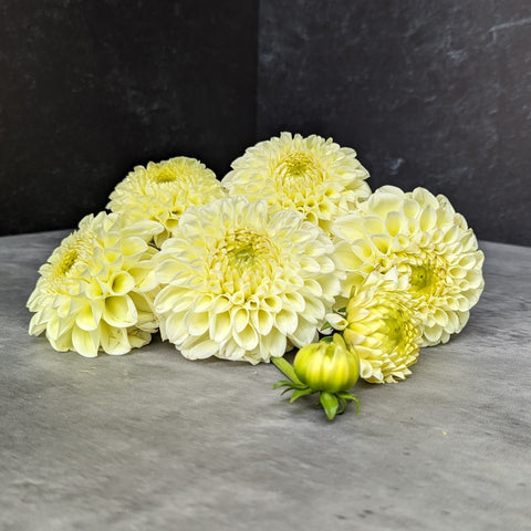 Dahlia MM Buttercream - Sunny Meadows Flower Farm