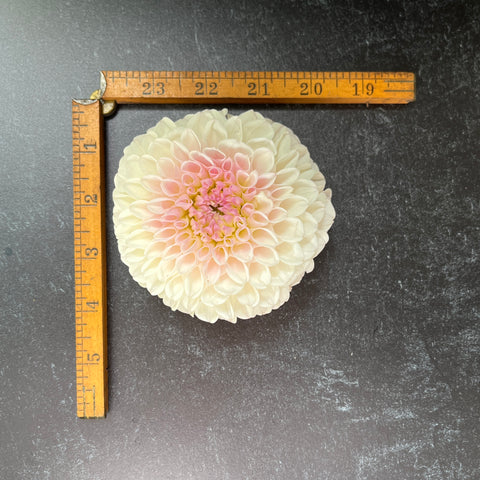 Dahlia Pink Pearl - Sunny Meadows Flower Farm