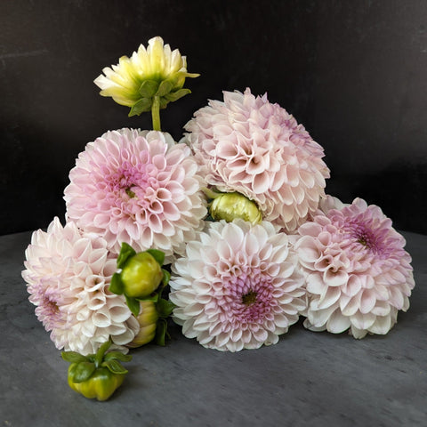 Dahlia Pink Pearl - Sunny Meadows Flower Farm