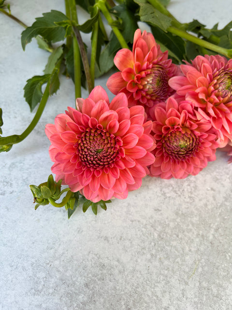 Dahlia Pink Runner - Sunny Meadows Flower Farm