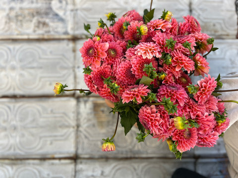 Dahlia Pink Runner - Sunny Meadows Flower Farm