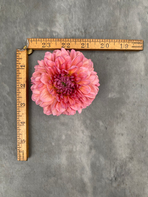 Dahlia Pink Runner - Sunny Meadows Flower Farm