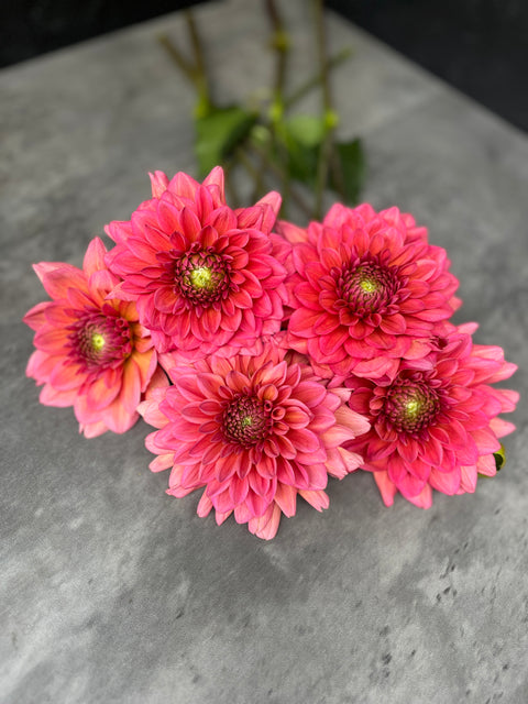 Dahlia Salmon Runner - Sunny Meadows Flower Farm