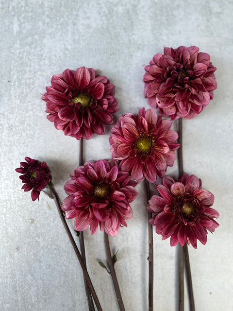 Dahlia Senior's Hope - Sunny Meadows Flower Farm