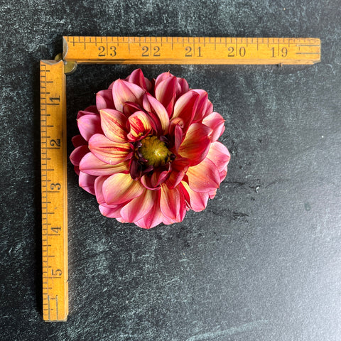 Dahlia Senior's Hope - Sunny Meadows Flower Farm