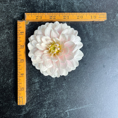 Dahlia Silver Years - Sunny Meadows Flower Farm