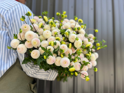 Dahlia Small World - Sunny Meadows Flower Farm