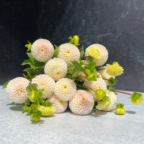 Dahlia Small World - Sunny Meadows Flower Farm