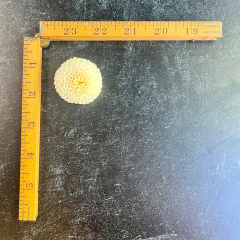 Dahlia Small World - Sunny Meadows Flower Farm