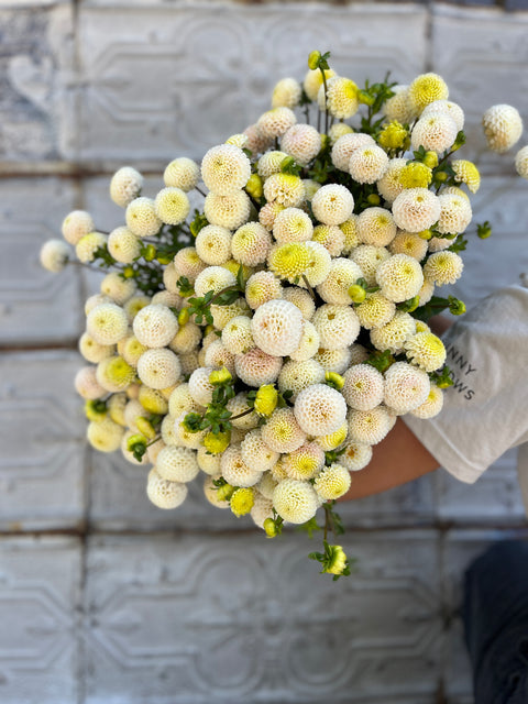 Dahlia Small World - Sunny Meadows Flower Farm